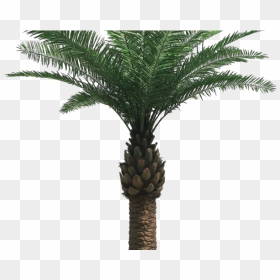 Palm Tree Png Transparent Images - Palm Oil Tree Png, Png Download - trees in png