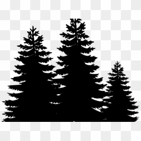 Vector Pine Tree Png, Transparent Png - white vector swirl png