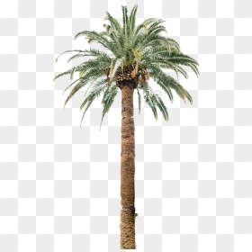Coconut Tree Useful Parts, HD Png Download - date tree png