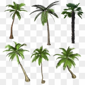 Palm Tree Png - Palm Tree High Resolution, Transparent Png - date tree png
