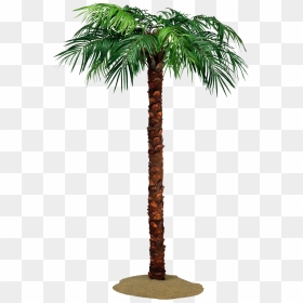 Palm Tree Png - Пальма Фотография, Transparent Png - date tree png
