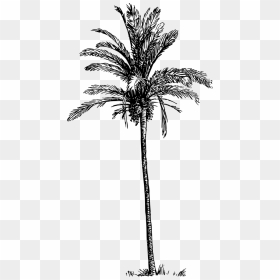 Date Palm Tree Drawing, HD Png Download - date tree png