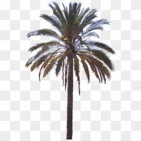 Attalea Speciosa, HD Png Download - date tree png