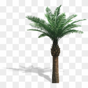 Palm Oil Tree Png, Transparent Png - date tree png