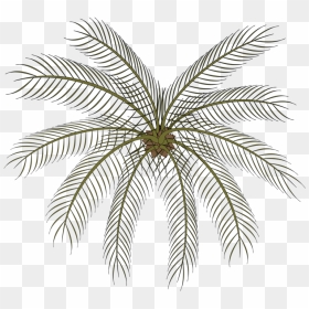 Plant,leaf,symmetry - Small Palms Top View Png, Transparent Png - date tree png