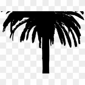 Transparent Bamboo Clipart - Date Palm Tree Png, Png Download - date tree png