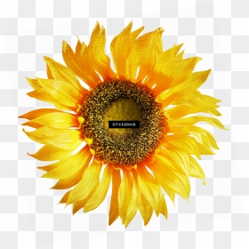 Sunflower On White Background , Png Download - Dark Yellow Flowers Png, Transparent Png - white sunflower png