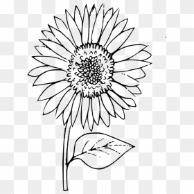Sunflower Outline Png - Outline Of A Sunflower, Transparent Png - white sunflower png