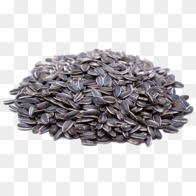 Sunflower Seeds Png, Transparent Png - white sunflower png