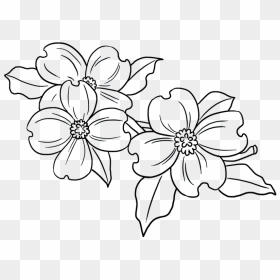 Easy Drawing Guides - Simple Dogwood Flower Drawing, HD Png Download - white sunflower png