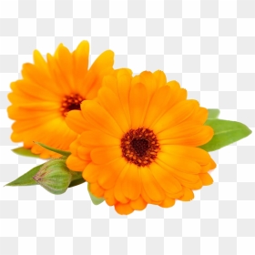 #daisy #sunflower #bloom #flower #border #flowers #white - Calendula Png, Transparent Png - white sunflower png