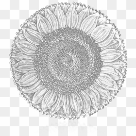 Buccellati - Bowls - Sunflower - Bowls - Buccellati Sunflower Dish, HD Png Download - white sunflower png