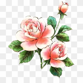 Castillian Rose Clipart Jpg Free Download Free Roses - Pink Rose Clipart, HD Png Download - rose flower bucket png