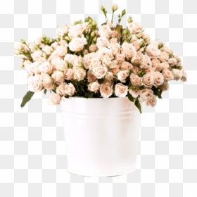Bunch Of Creamy Roses In A Bucket Over White Plj554y - Flowerpot, HD Png Download - rose flower bucket png