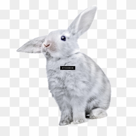 Rabbit , Png Download - Cute Rabbit Png, Transparent Png - rabbit png images