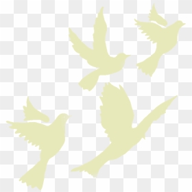 #birdstickers #birds #fly #flyingbirds #stickers #remixit - Flock, HD Png Download - white pigeon flying png