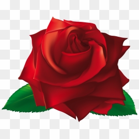 View Full Size - Single Rose Images Png, Transparent Png - single rose flowers png