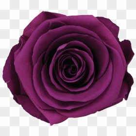 Single Rose Votive , Png Download - Floribunda, Transparent Png - single rose flowers png