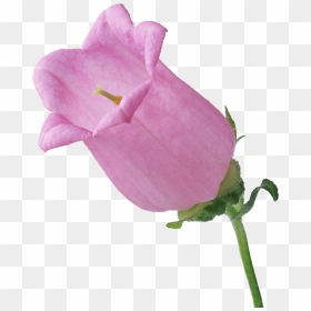 Big Pink Single Bellflower Branch Flower - Flower, HD Png Download - single rose flowers png