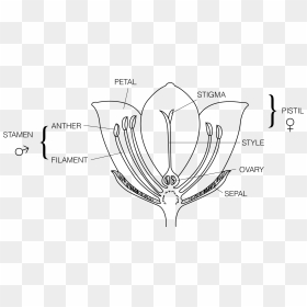 Label The Parts Of A Flower, HD Png Download - single rose flowers png