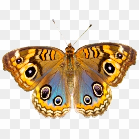 Butterflies, HD Png Download - flying butterfly png images