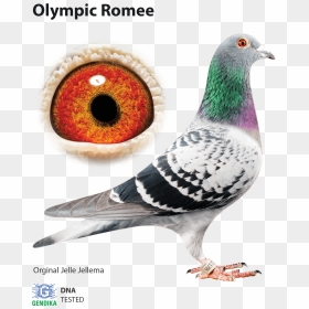Jelle Jellema Racing Pigeons, HD Png Download - pigeon fly png