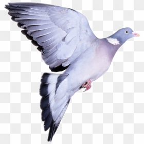 #ftstickers #pigeon #bird#fly#freetoedit - Wood Pigeon White Background, HD Png Download - pigeon fly png