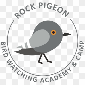 Rock Pigeon Picture - Soccer Ball Clipart, HD Png Download - pigeon fly png