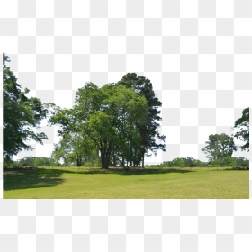 Trees At Park Png Background Stock Photo 0021 By Annamae22 - Trees Background Hd For Photoshop, Transparent Png - treespng