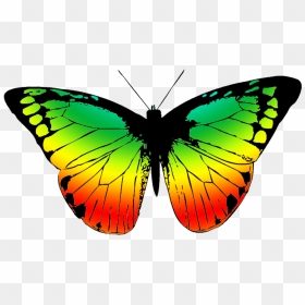 Daffodil Clipart Color - Black And White Butterfly Transparent, HD Png Download - color full png