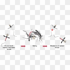 No Mosquito Png, Transparent Png - no mosquito png