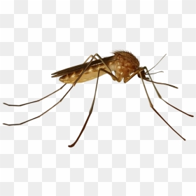 Common House Mosquito, HD Png Download - no mosquito png