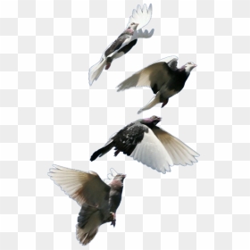 Birds, HD Png Download - pigeon fly png