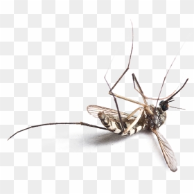 Logo - Plant En Racine Nu, HD Png Download - no mosquito png