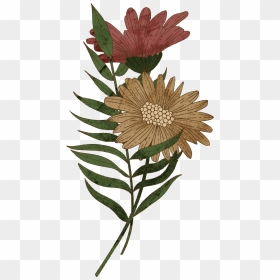 Full Color Illustrations-02 - African Daisy, HD Png Download - color full png