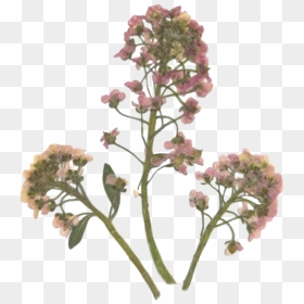 Transparent Pressed Flower Png, Png Download - wedding pngs