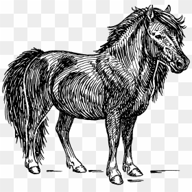 Shetland Pony - Shetland Pony Pony Illustration, HD Png Download - ponies png