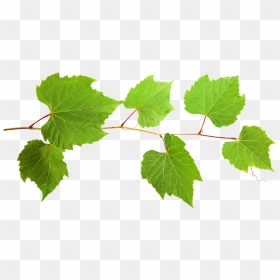 Grape Leaf Extract - Png Grape Leaves, Transparent Png - grapes leaf png