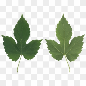 Leaf Maple Leaf- - Maple Leaf, HD Png Download - grapes leaf png