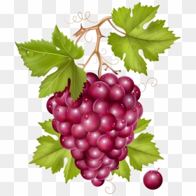 Grape, HD Png Download - grapes leaf png