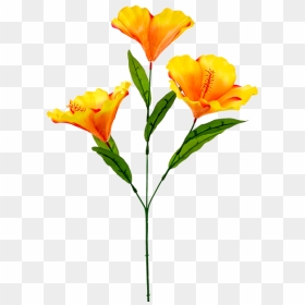 Orange Lily, HD Png Download - burlap ribbon png