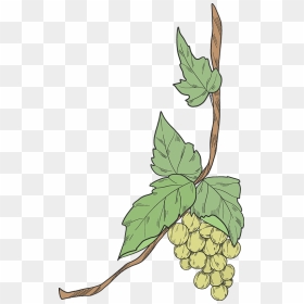 Grapevine Clipart, HD Png Download - grapes leaf png