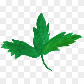 Maple Leaf, HD Png Download - grapes leaf png