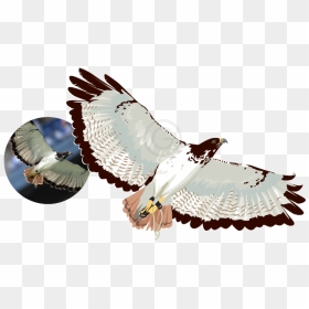 Raster To Vector Illustration Using 100% Vectors - Red-tailed Hawk, HD Png Download - building vectors png