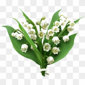 Lily Of The Valley Png Picture - Lily Of The Valley Png, Transparent Png - valley png