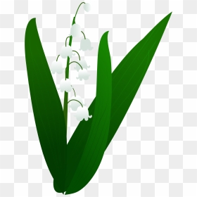 Lily Valley Plant Illustration Png And Vector Image, Transparent Png - valley png