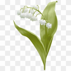 Transparent Lily Of The Valley Png - Vintage Lily Of The Valley Png, Png Download - valley png