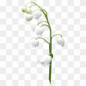 Lilies Of The Valley - Lily Of The Valley Tattoo Png, Transparent Png - valley png