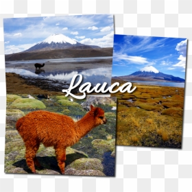Lauca In Bolivia - Alpaca, HD Png Download - bolivia png