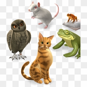 Squitten, HD Png Download - harry potter characters png